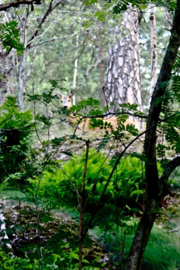 In Nature 12 Min From Free Bikes *
