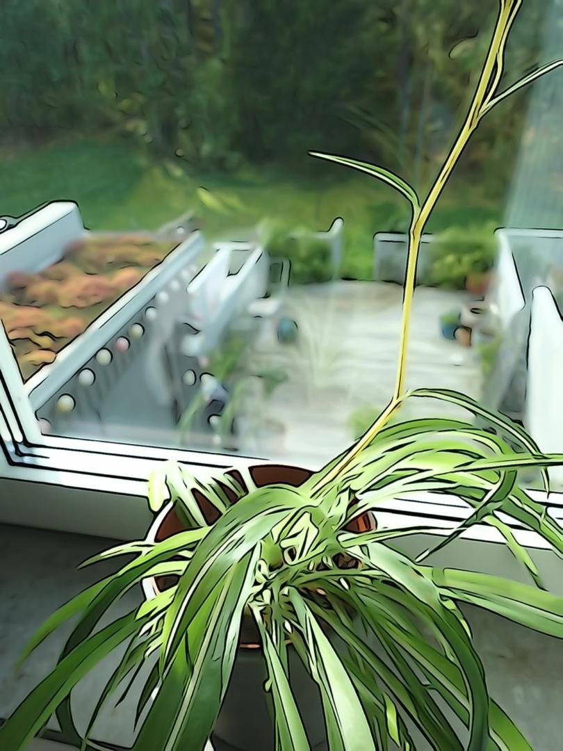 Garden House Close To *